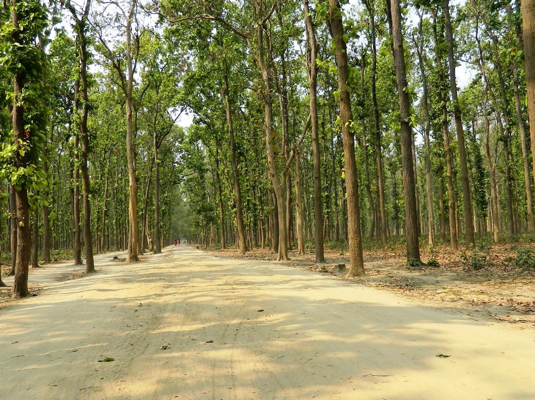 Kushmi Forest景点图片