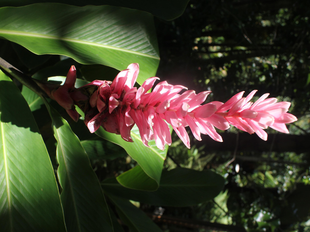 Kauai Island Experience-普林斯维尔必去景点