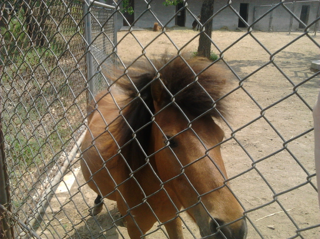 石家庄动物园-石家庄市必去景点