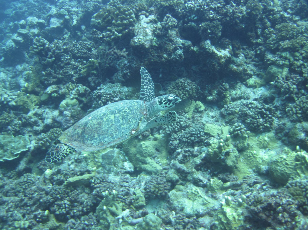 TOPDIVE Tikehau-提克豪环礁必去景点