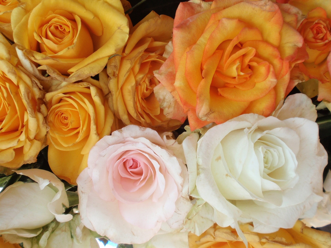 Saramsa Garden-甘托克必去景点