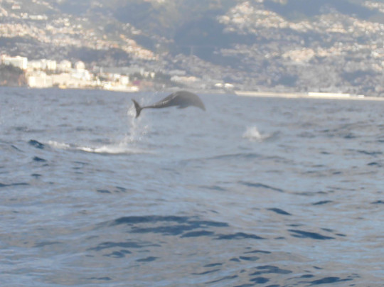 Rota dos Cetáceos-沙尔必去景点