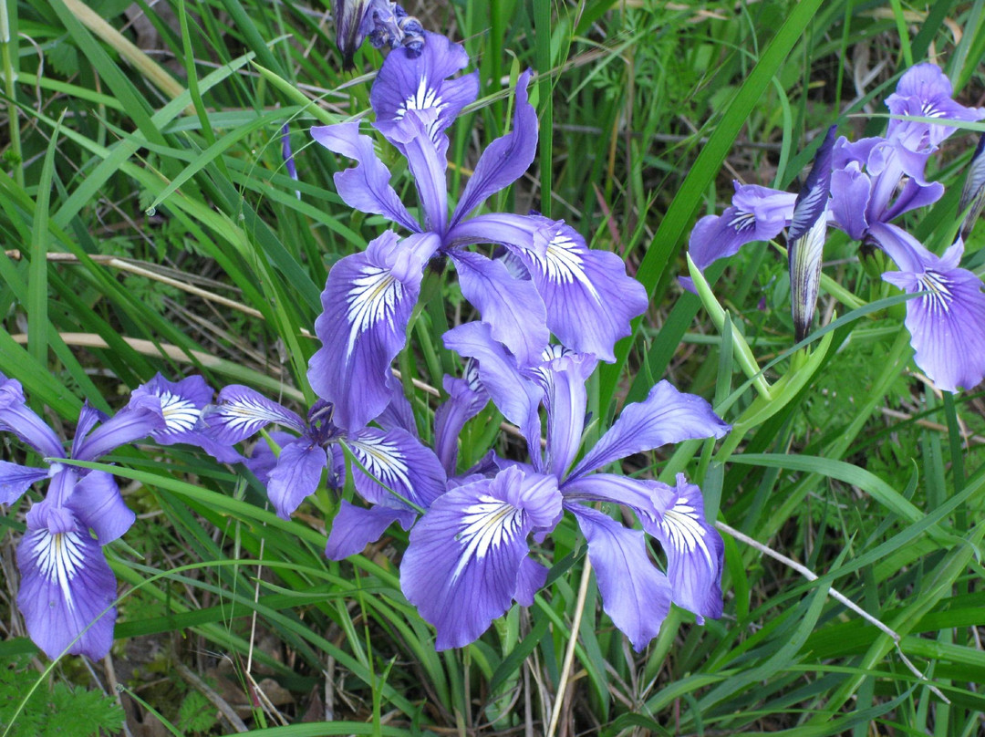 Mount Pisgah-尤金必去景点