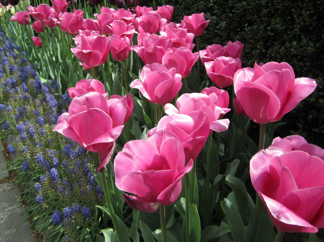 温室花园-纽约市必去景点