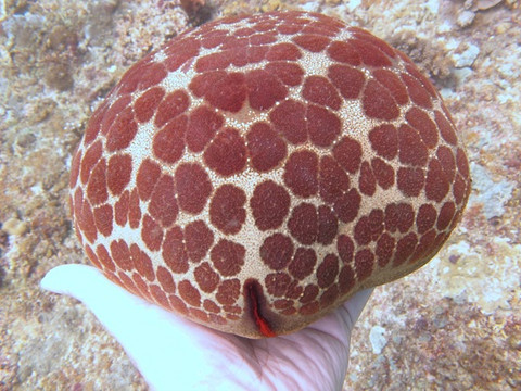 Sea Dog Diving-爱妮岛必去景点