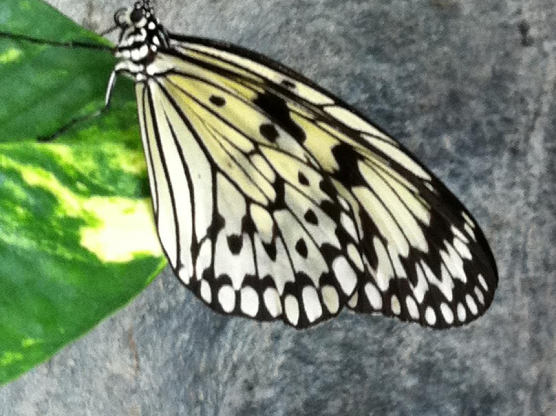 Cambridge Butterfly Conservatory-坎布里奇必去景点