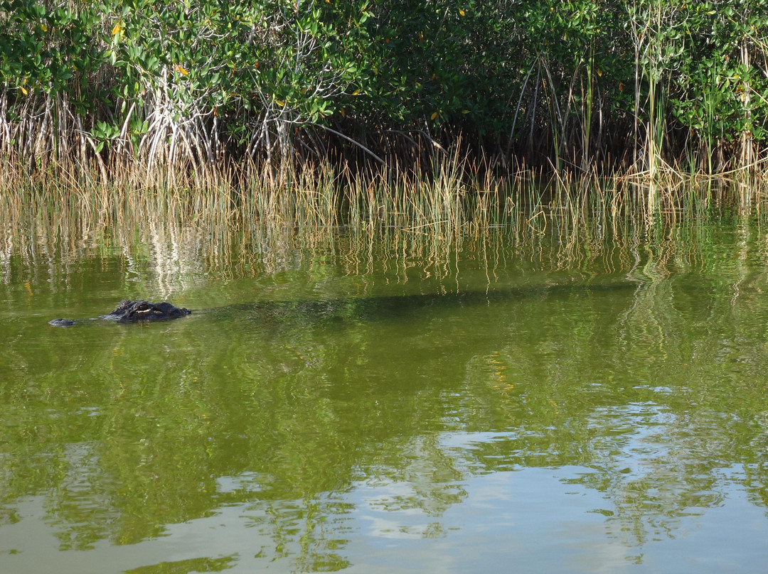 Tours in the Glades-佛罗里达城必去景点