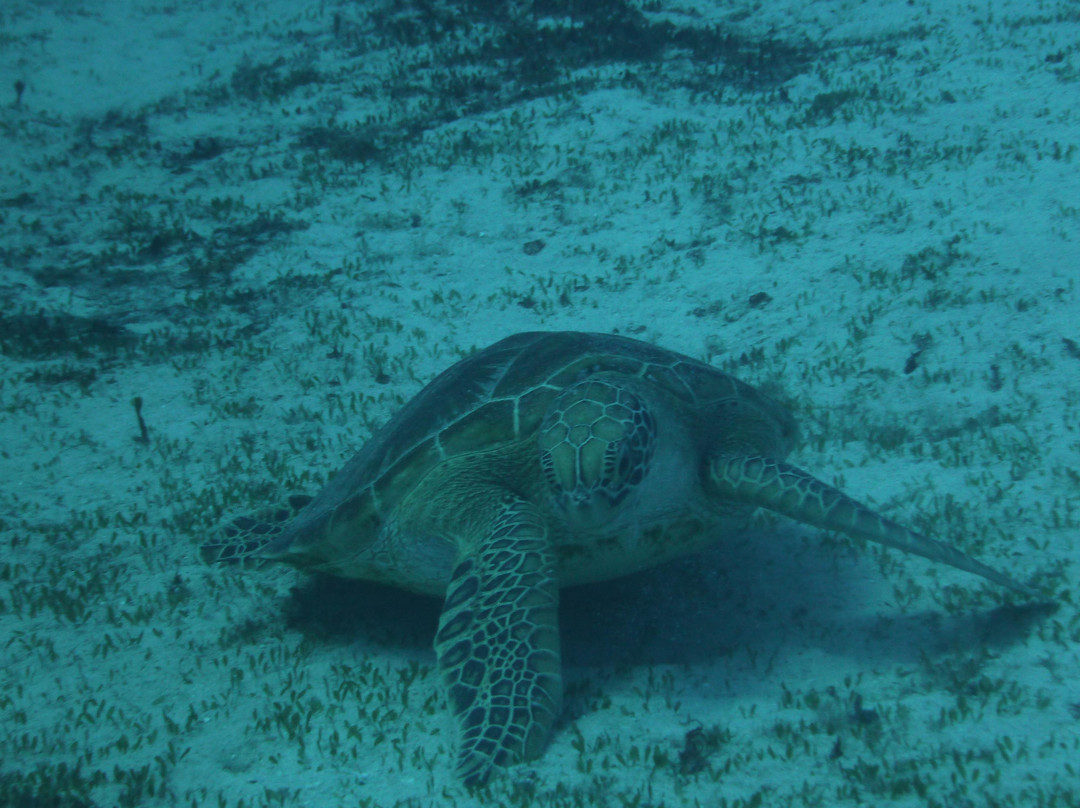 鸥碧燕海滩-Obyan必去景点