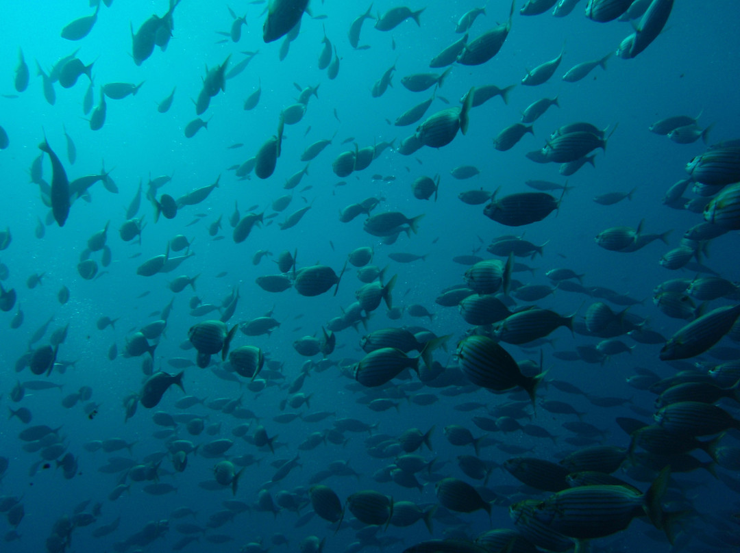 Tremiti Diving Center景点图片