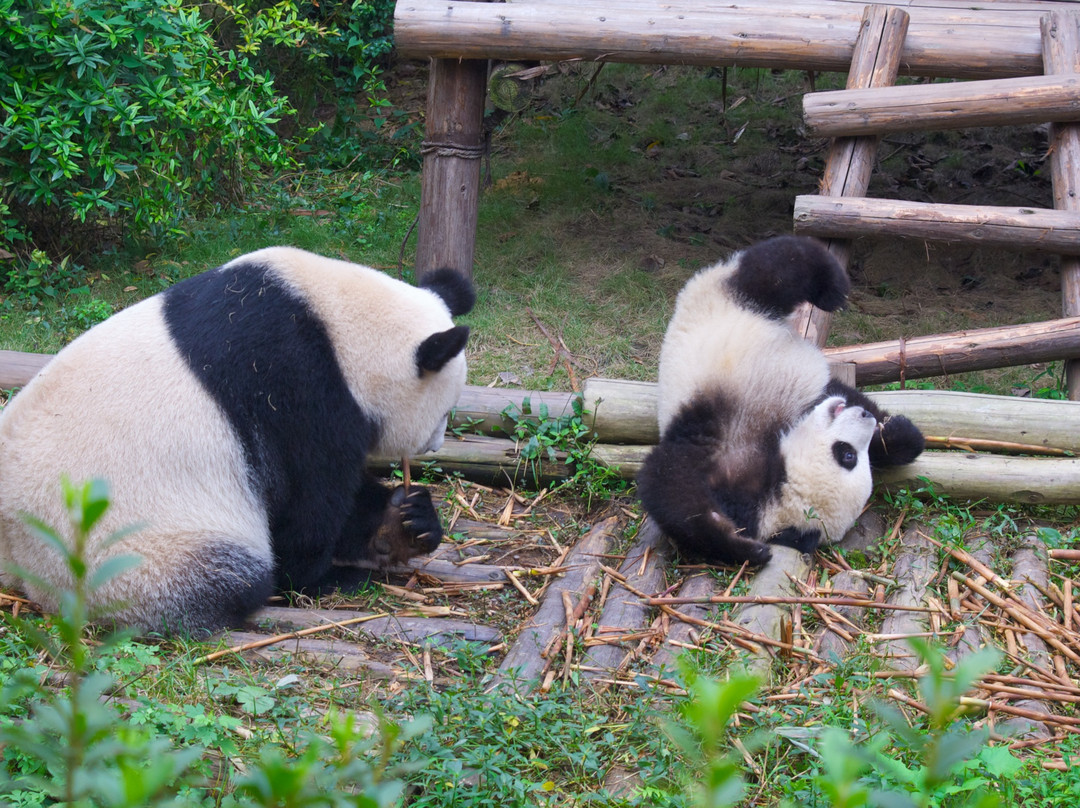 成都大熊猫繁育研究基地-成都必去景点