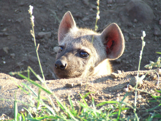 Legadema Safaris - Day Tour-玛洛斯帕克必去景点