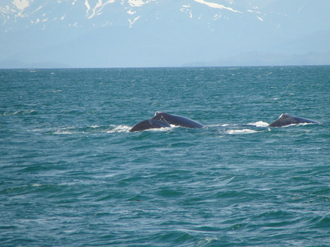 Adventures in Alaska-朱诺必去景点
