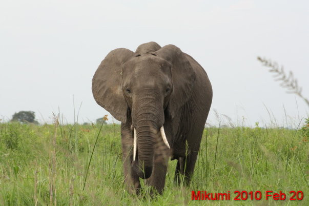 米库米国家公园旅游攻略图片
