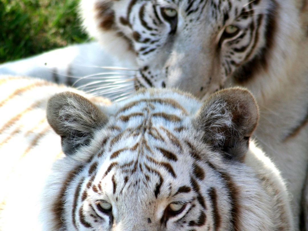 Cango Wildlife Ranch-奥兹洪必去景点
