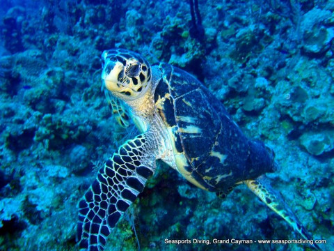 Seasports Diving-七哩滩必去景点