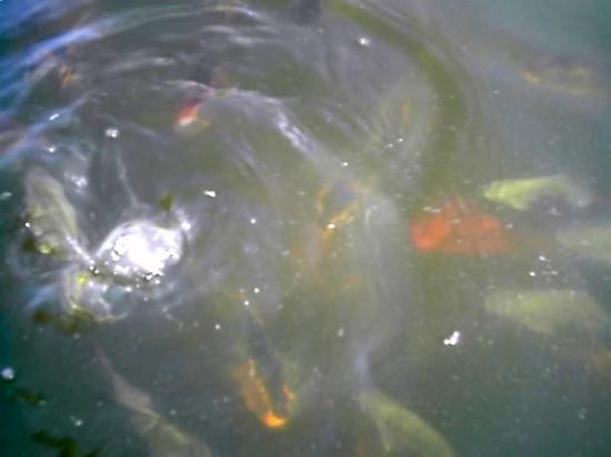 Jardin Botánico Nacional-圣多明哥必去景点