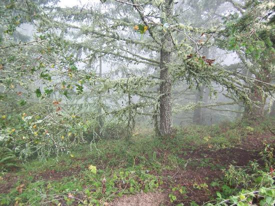 Mount Tamalpais State Park景点图片