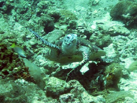 Flip Flop Divers-兰塔岛必去景点