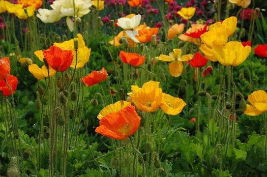 上海植物园-上海市必去景点