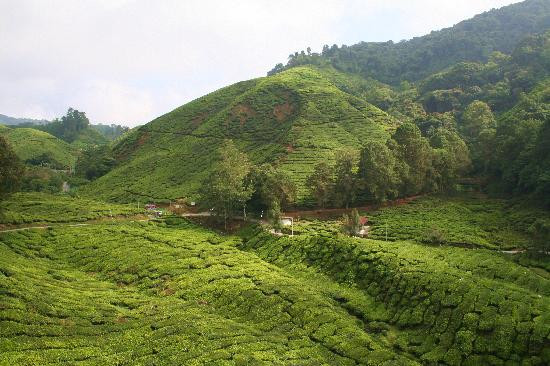 Boh's Tea Centre-金马仑高原必去景点