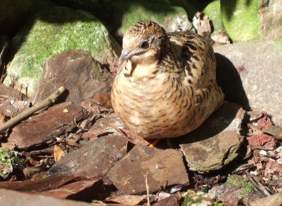 西礁岛蝴蝶自然温室-基韦斯特必去景点