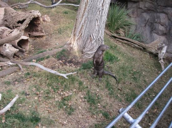 凤凰城动物园-凤凰城必去景点