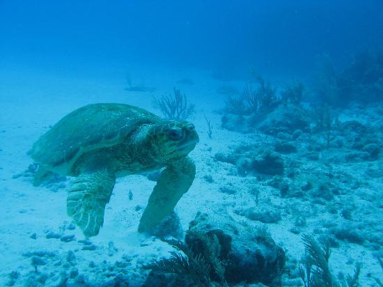 Akumal Dive Center-艾库玛尔必去景点