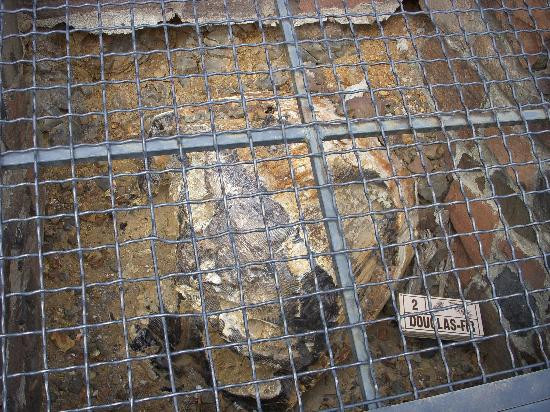 Ginkgo Petrified Forest State Park景点图片