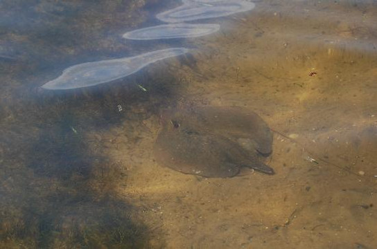 T.H. Stone Memorial St. Joseph Peninsula State Park-Port Saint Joe必去景点
