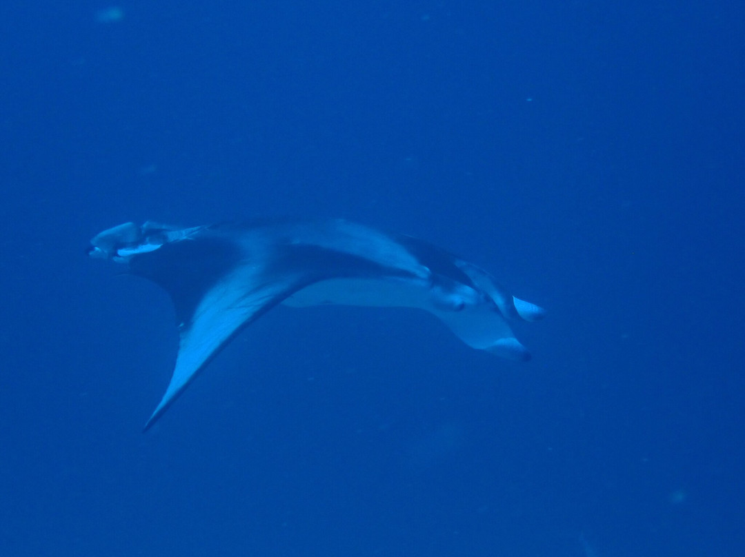 MANTA TRIBE MALDIVES景点图片