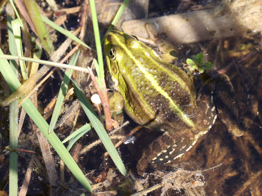 Tophill Low Nature Reserve景点图片