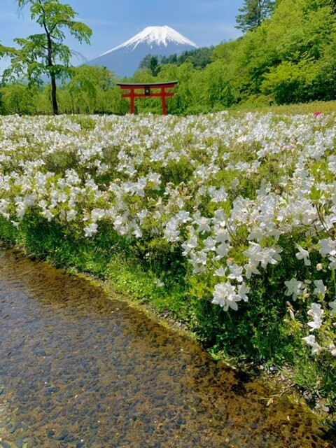 Oshino Shinobi no Sato-忍野村必去景点