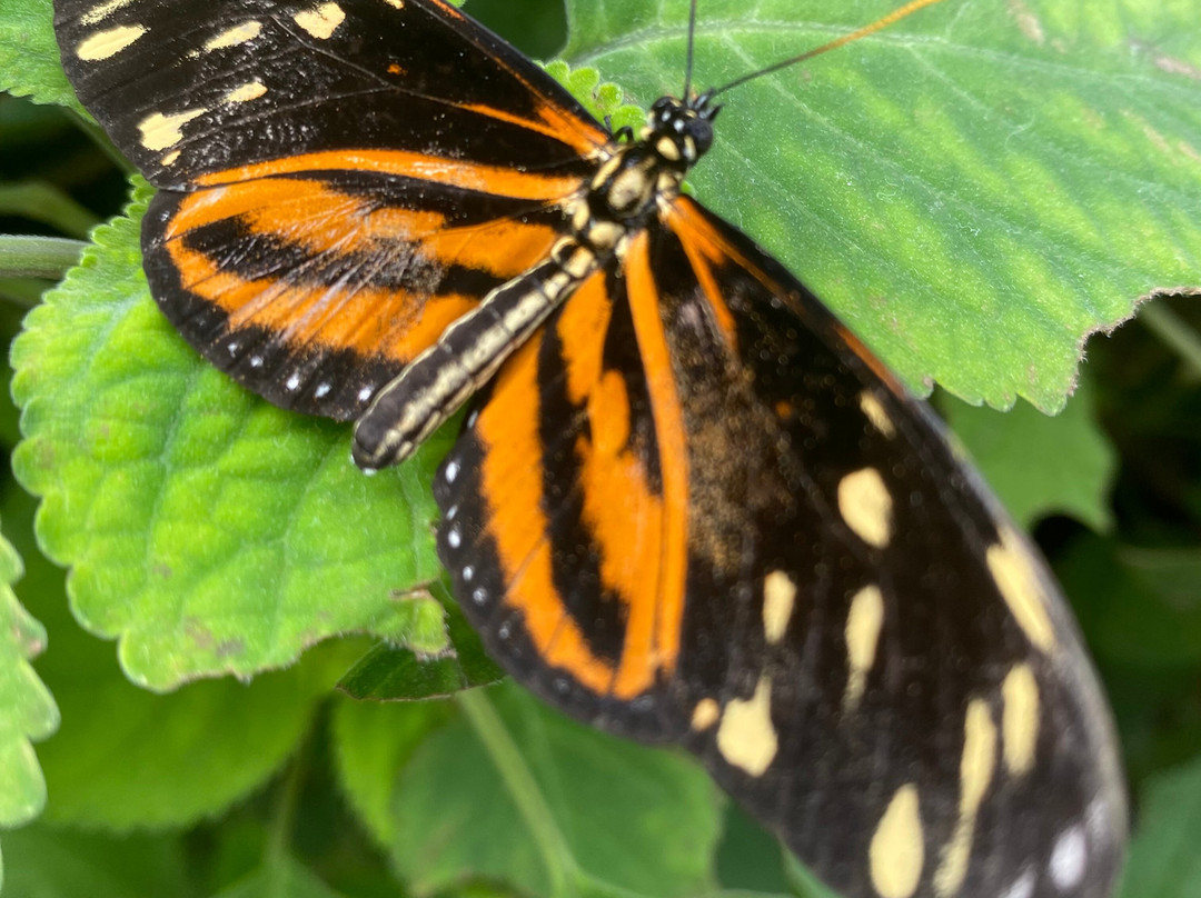 Seaforde Gardens and Tropical Butterfly House景点图片
