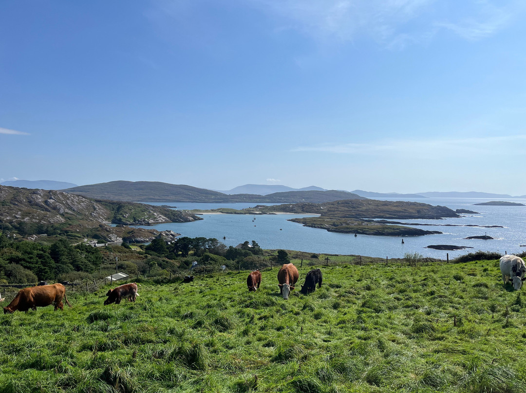 Celtic Nature Walking Tours景点图片