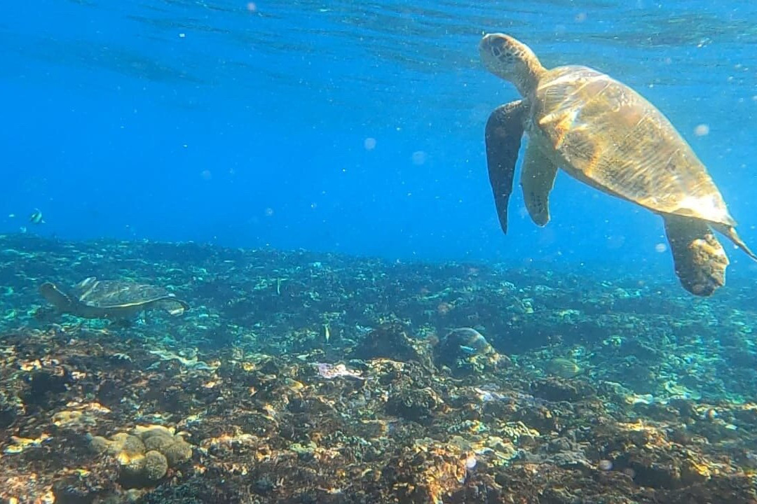 Ceningan Snorkeling Trip景点图片