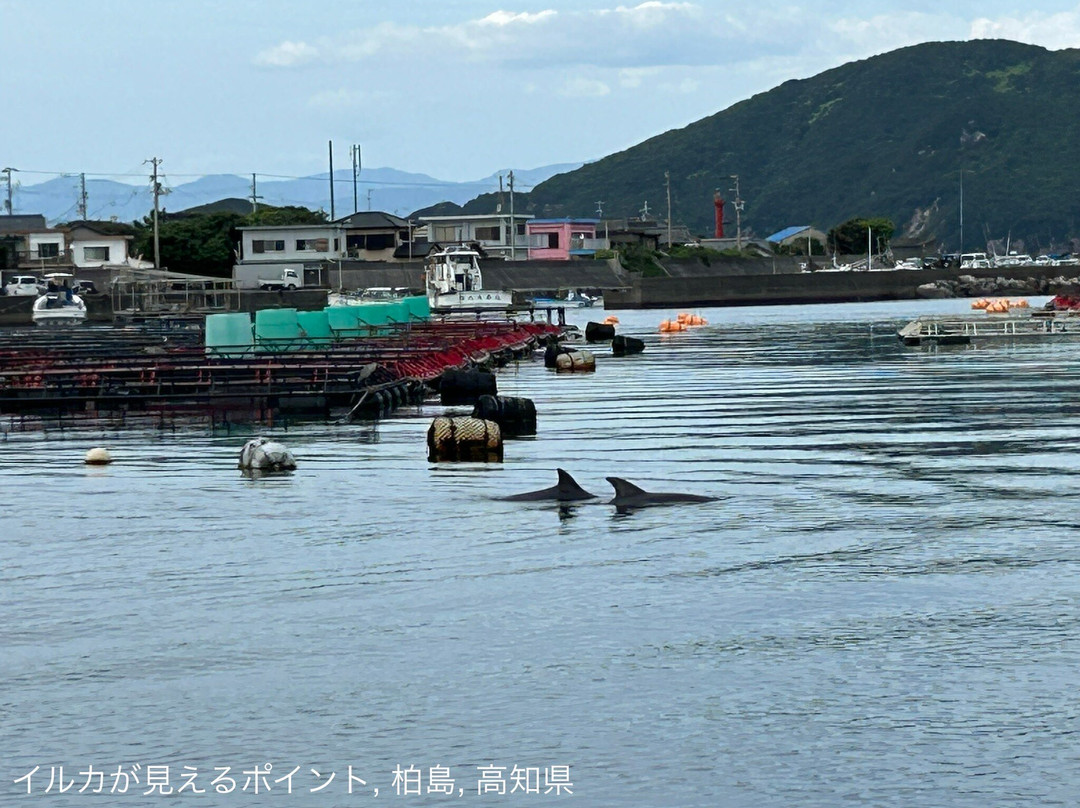 Kashiwajima Island-大月町必去景点