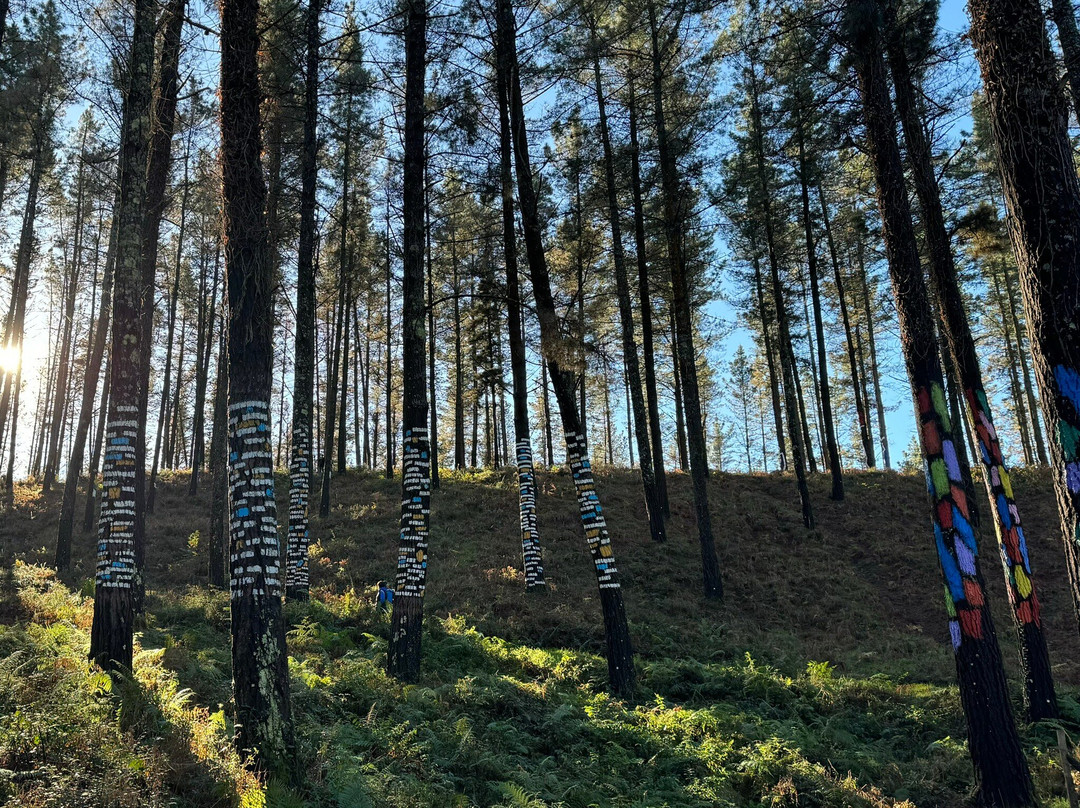 Bosque De Oma景点图片