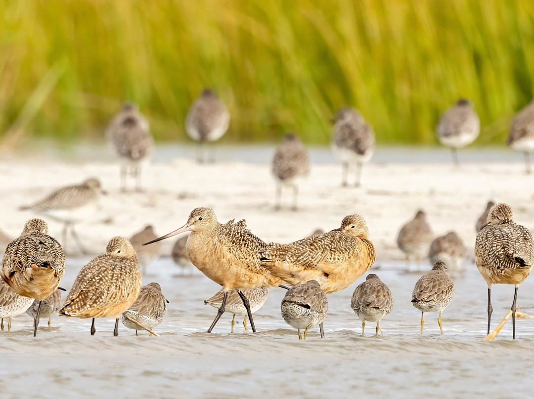 Lowcountry Photo Safaris景点图片