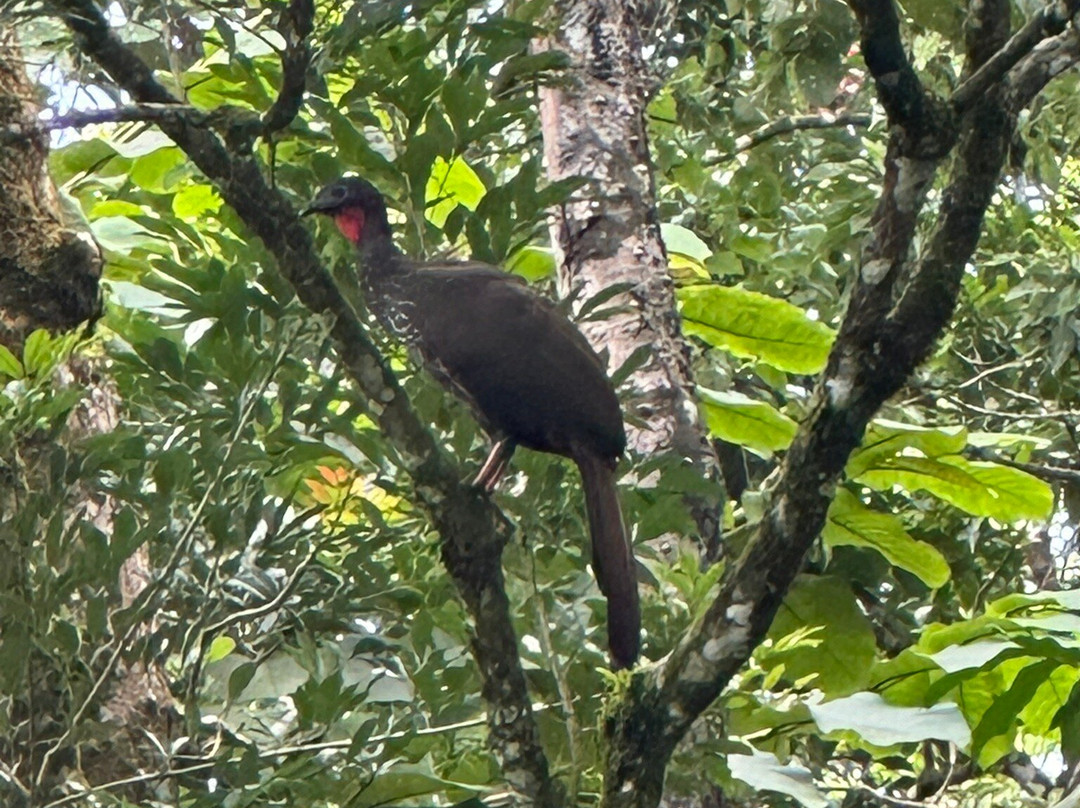 Jungle Life Costa Rica-Bijagua de Upala必去景点