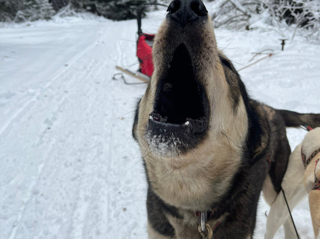 Cold Fire Creek Dogsledding-维尔蒙特必去景点