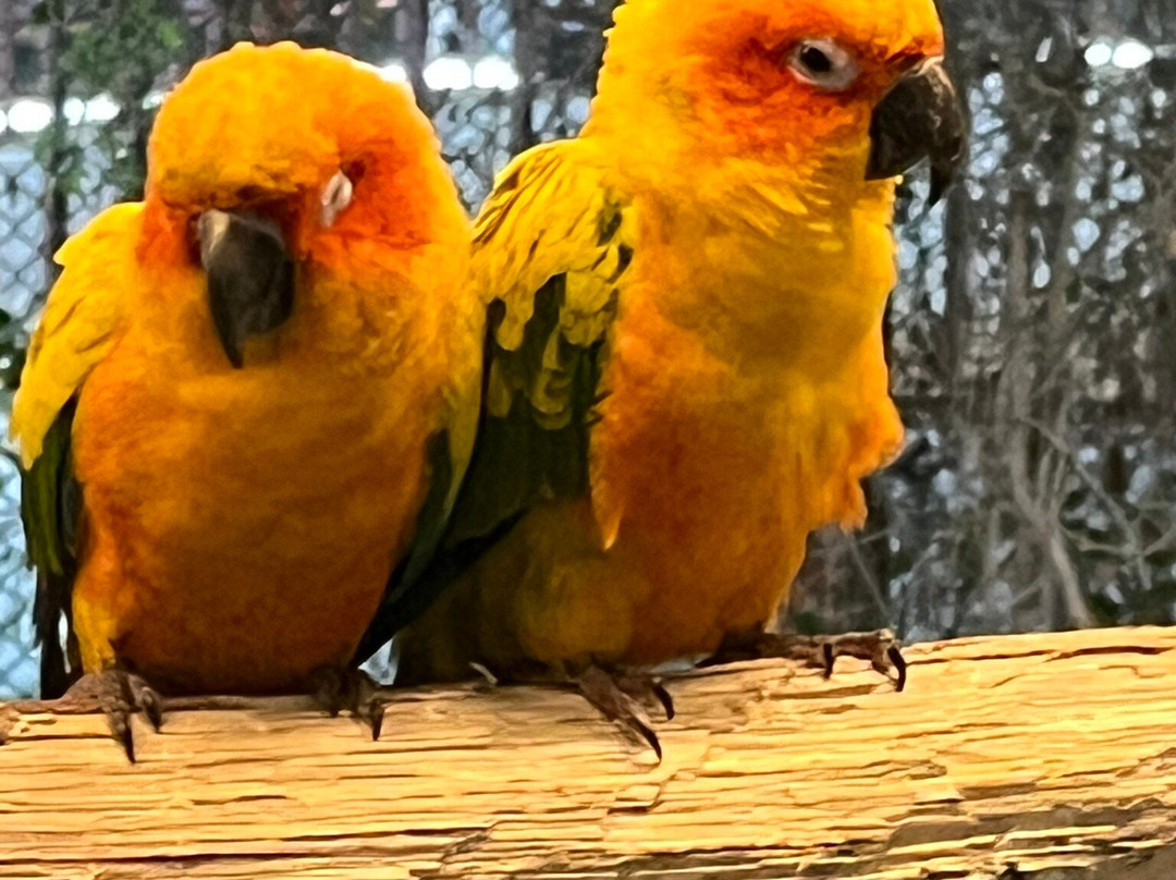 UAE Pygmy Zoo-阿治曼必去景点