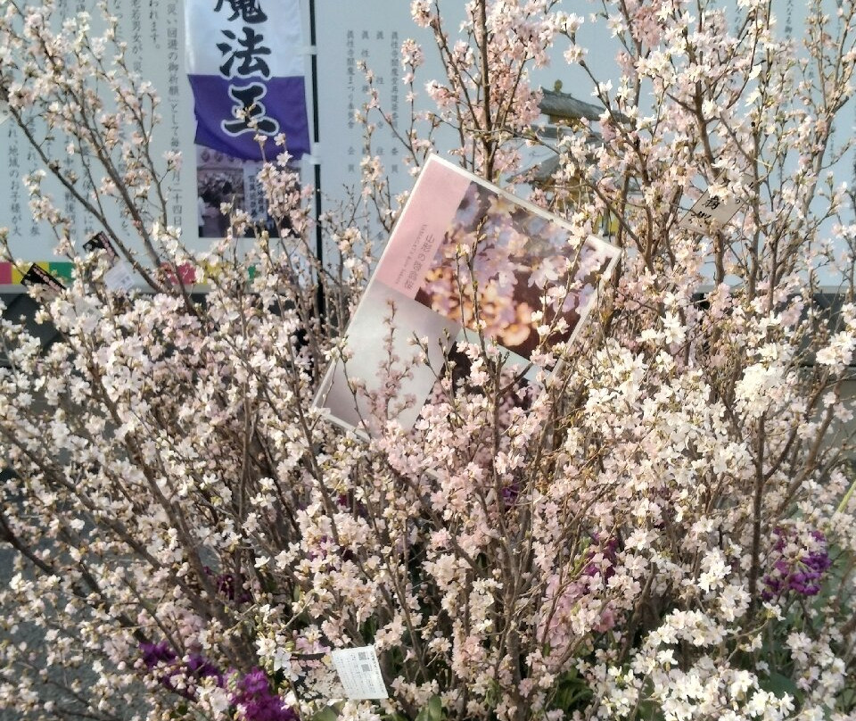 Shinshoji-Sugamo必去景点