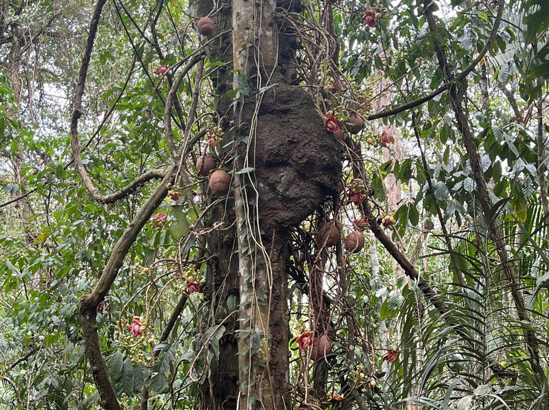 Cardy Adventures & Bike Rental-帕拉马里博必去景点