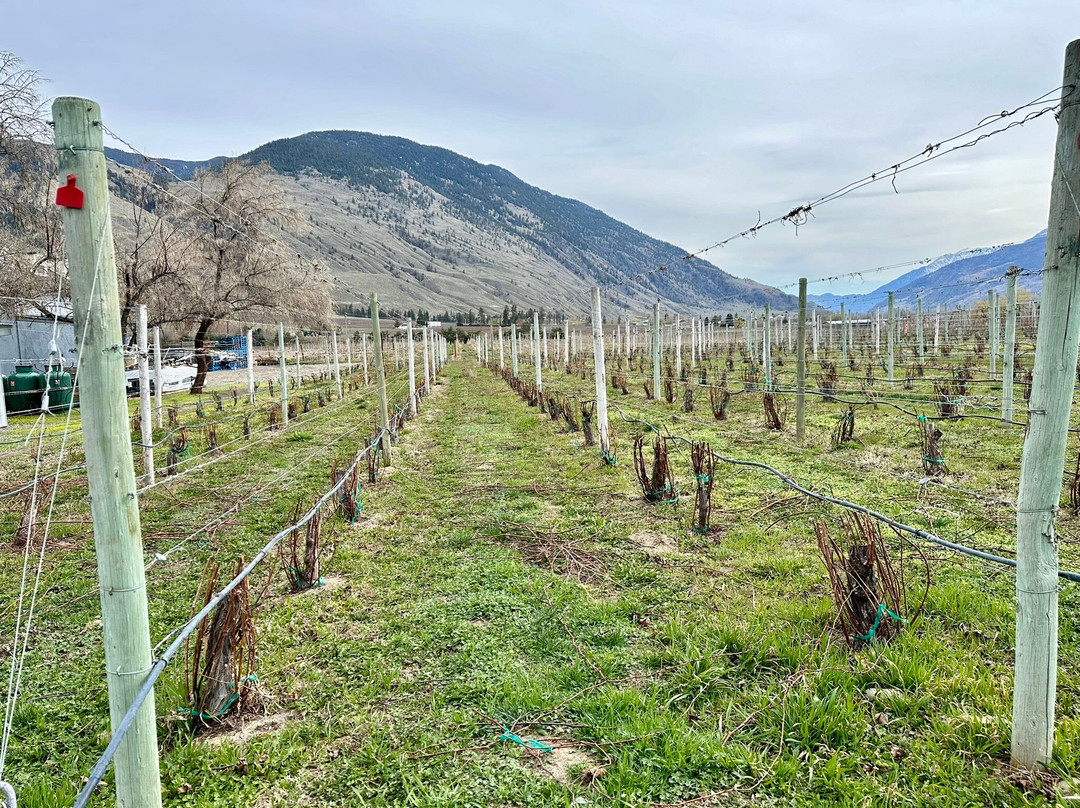 Crowsnest Vineyards-Cawston必去景点