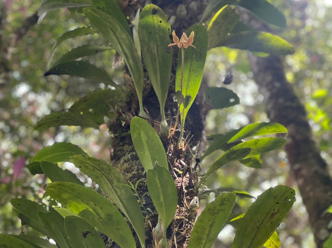 Mount Kinabalu Botanical Garden景点图片