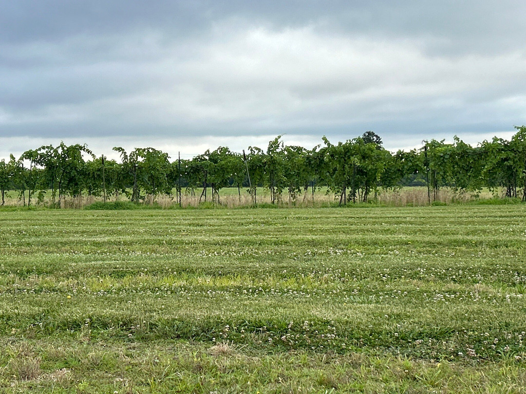 White Mule Winery景点图片