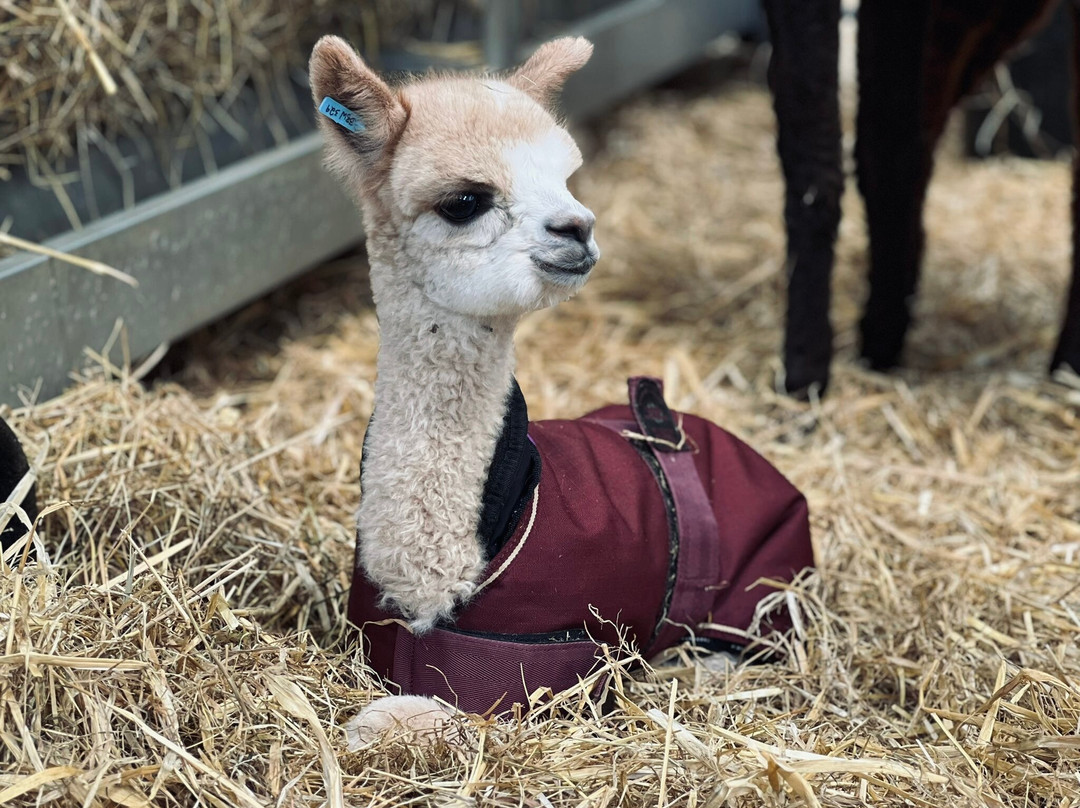Macclesfield Alpacas景点图片