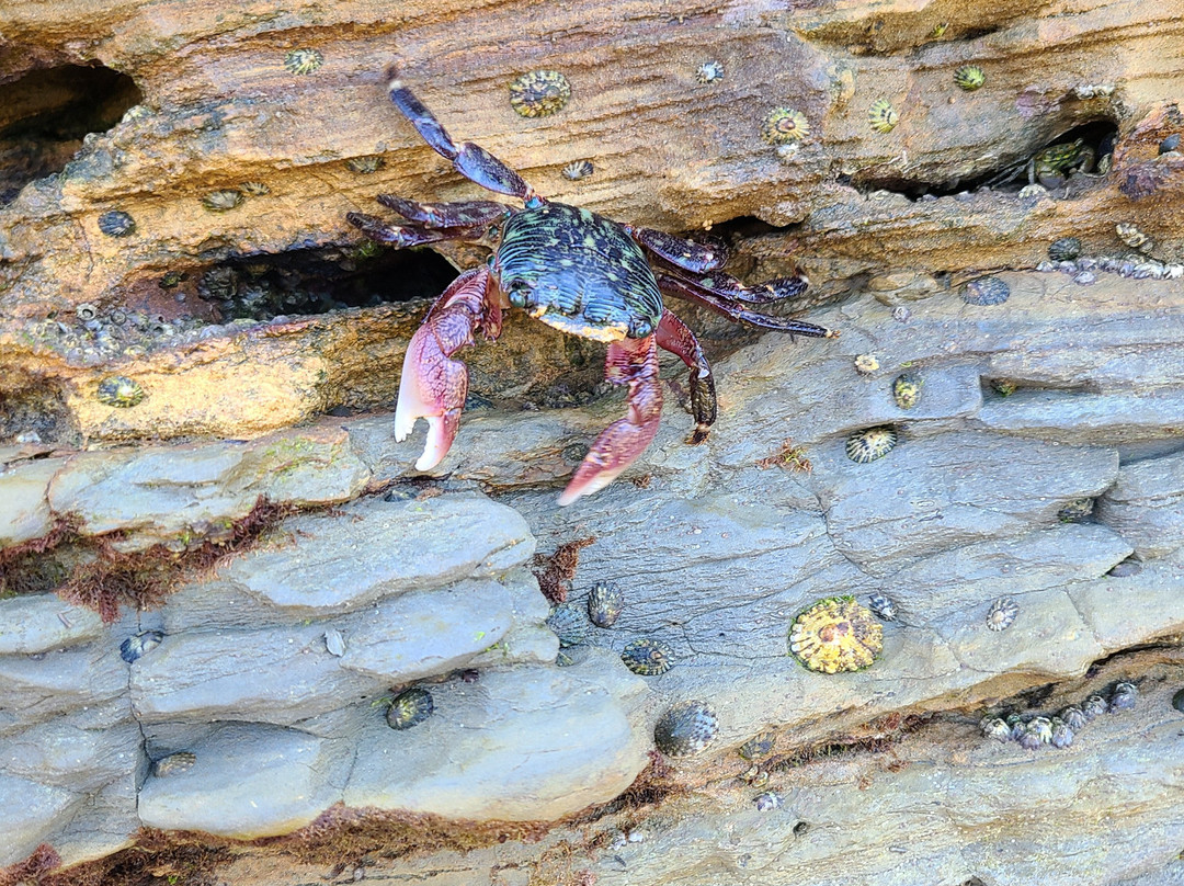 Cabrillo Tide Pools-圣地亚哥必去景点