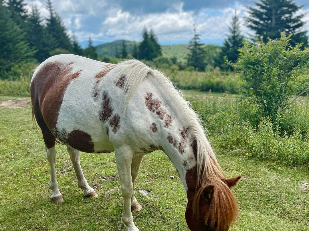 Grayson Highlands State Park-Mouth of Wilson必去景点