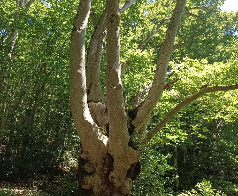 Bosco Sant'Antonio景点图片